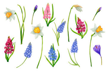 Set of spring flowers: daffodils, hyacinths, crocuses, muscari. Watercolor botanical illustration. Design elements for packaging, logo, cards, wedding printing, textiles, stationery, posters, etc.