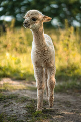 Cute baby white alpaca walking on green grass of livestock farm, fluffy small animal portrait