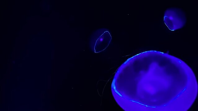 Owan kurage (crystal Jellyfish), 4K UHD