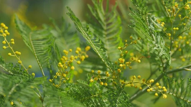 Yellow Mimosa Flowers. Holiday Spring Background. Beautiful Blooming Mimosa Or Acacia Dealbata. Still.