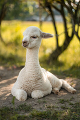 Obraz premium Cute white baby alpaca lying on ground near tree to rest, summer livestock farm