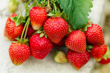 Harvesting of fresh ripe big organic red strawberry fruit in own garden. Banner with strawberry plants in a planthouse.