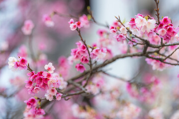 Pink sakura flower on the tree