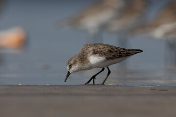 Little stint (Calidris minuta or Erolia minuta), a very small wader, observed at Akshi Beach in Alibag, Maharashtra, India