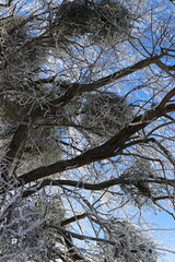 Baum mit Misteln im Winter.