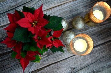 red poinsettia flowers, beuty closeup background