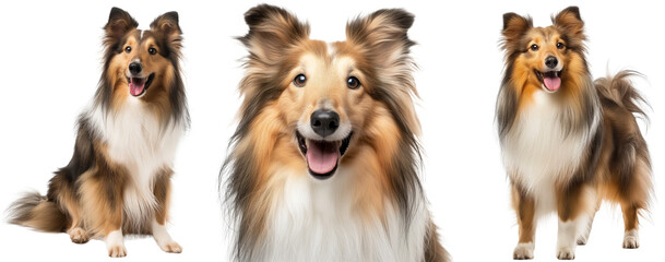 Shetland sheepdog bundle, portrait, standing and sitting, isolated on a transparent background, dog collection