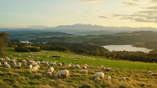 The flock of sheep grazing in the mountains at sunset in Southern Poland