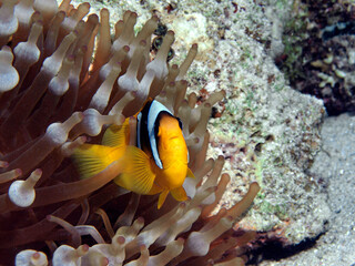 Naklejka na ściany i meble Anemonenfische sind immer in Bewegung und neugierig: Rotmeer Anemonenfisch in einem Korallenriff im Roten Meer in Ägypten. Unterwasserfotografie, Close-Up - Clownfisch in seiner Anemone. Findet Nemo!
