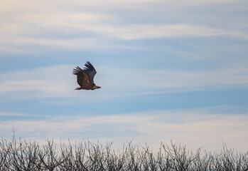 eagle in flight