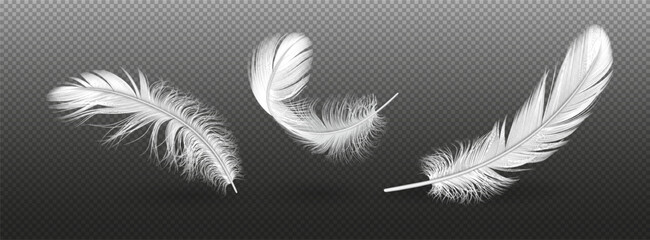 Light bird feathers group realistic vector illustration set. Flying animals plumage details. Fluffy quills 3d elements on transparent background