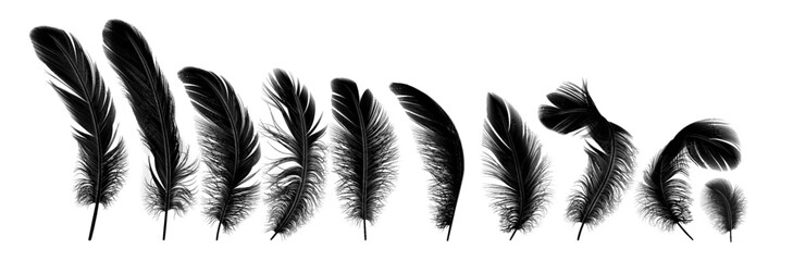 Black feathers group row realistic vector illustration set. Plumes of various shapes and sizes with soft texture. Fluffy quills 3d elements on white