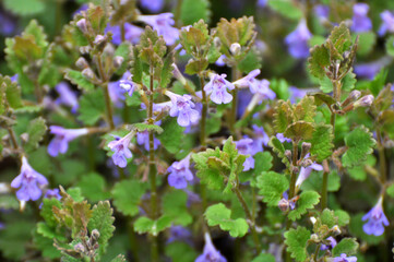 Glechoma hederacea blooms in nature in spring