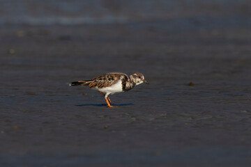Ruddy turnstone (Arenaria interpres), a wading bird, observed at Akshi Beach in Alibag, Maharashtra, India
