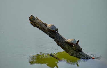 River turtles sunning themselves on driftwood in a river inside Kaziranga National Park, Assam