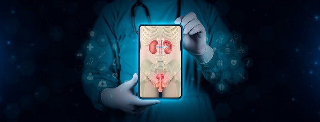 Color image of the kidneys, bladder, prostate and penis. The doctor analyzes the image of the male urinary system on his tablet. With digital technology background