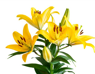 gelbe Lilien isoliert auf weißen Hintergrund, Freisteller