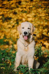 A golden retriever walks along a yellow alley in the park in autumn. Active recreation, playing with dogs. A family dog. Shelters and pet stores