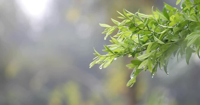 Diospyros buxifolia leaves macro closeup with water frop and dew after rains