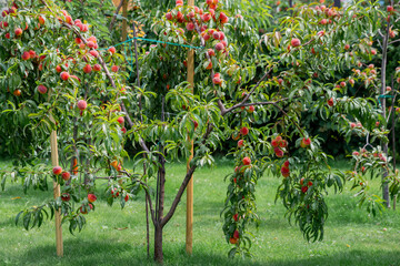 Obficie owocujące drzewko brzoskwiniowe w przydomowym ogrodzie - obrazy, fototapety, plakaty
