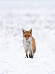 Fototapeta premium Red Fox (Vulpes vulpes) standing on snow looking forward with a blank background.