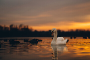 White graceful swan and flock of ducks swim in lakes water with reflection of orange sunset sky