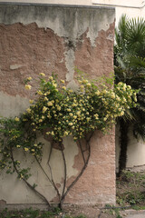 Old brick terracotta wall in a Venice street with a blooming rose