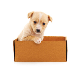 Fototapeta premium Puppy in the box.