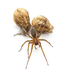 Big spider near its cocoon.