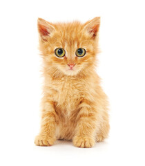 Red kitten with big green eyes.