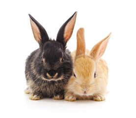 Two small rabbits.