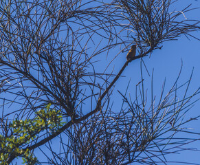 Paisaje Sierra. Nor yauyos Cochas Peru
