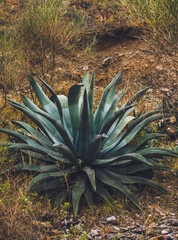 Paisaje Sierra. Nor yauyos Cochas Peru