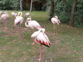 pink flamingos in the zoo