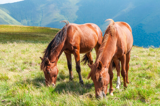 Two brown horses grazing on mountain pasture in Carpathians