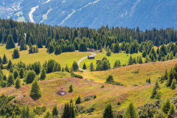 Obraz premium Alpine meadows with blooming herbs in summer, Stubai Alps, Tyrol, Austria.