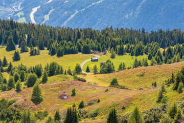 Alpine meadows with blooming herbs in summer, Stubai Alps, Tyrol, Austria.