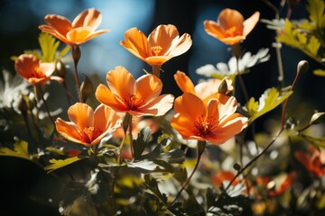 Obraz na płótnie Canvas Translucent orange blossoms highlighted by sunlight against a dark background