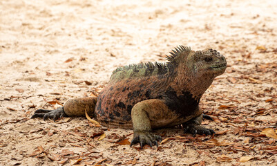 Primer plano lagarto marino buscando comida