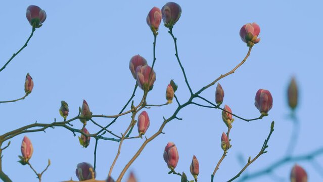 Blooming Pink Magnolias On Branches. Beautiful Floral Background.