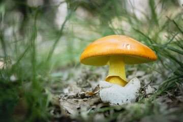 Caesar's mushroom (Amanita caesarea) in its natural habitat, with green grass and fallen leaves.