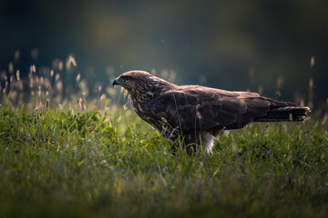 Common Buzzard (Buteo buteo) in a grass field