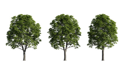 Set of deciduous trees on a transparent background, big tree cutouts for digital composition, illustration, architecture visualization