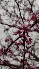 blossom in spring