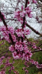 pink cherry blossom in spring