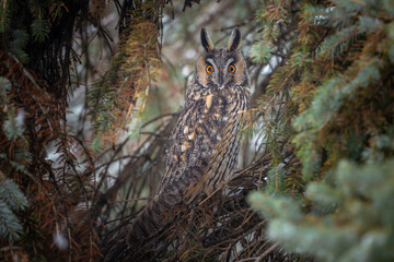 Long-eared Owl (Asio otus) perched in natural habitat