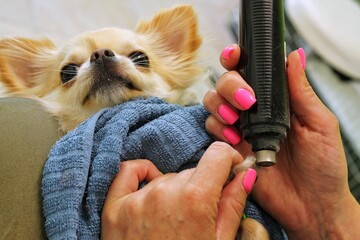 Chihuahua and electric nail grinder in woman hands of groomer. Polishing claws, clipping and...