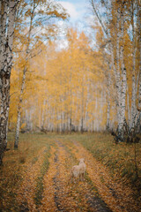 A golden retriever walks along a yellow alley in the park in autumn. Active recreation, playing with dogs. A family dog. Shelters and pet stores