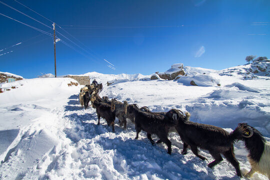 Goats in the Snow within the historical texture of Karaman, Karadag