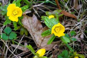 Gelbe Winterlinge mit Regentropfen auf Wiese mit braunem Laubblatt im Garten bei Regen am Morgen im Winter 